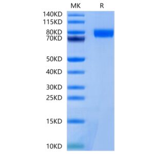 Mouse BCHE/Butyrylcholinesterase Protein , BCE-MM101 Ushelf