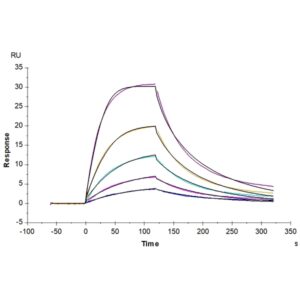 Mouse BCMA/TNFRSF17 Protein , BCM-MM217 Ushelf