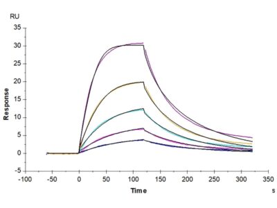 Mouse BCMA/TNFRSF17 Protein , BCM-MM217 Ushelf