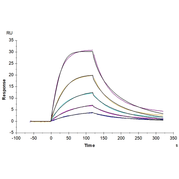 Mouse BCMATNFRSF17 Protein , BCM-MM217 Mouse BCMA/TNFRSF17 Protein , BCM-MM217 Ushelf