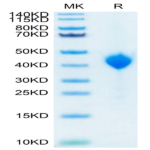 Cynomolgus Nectin-4 Protein (NEC-CM104)