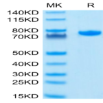 Human Nectin-2/CD112 Protein (NEC-HM202)