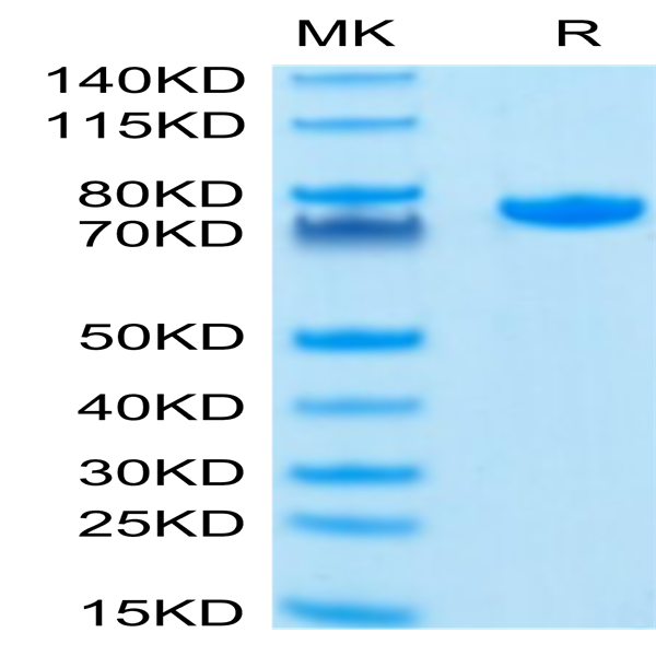 Human Nectin-2/CD112 Protein (NEC-HM202)