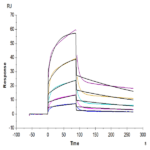 Human Nectin-1/PVRL1/CD111 Protein (NEC-HM401)