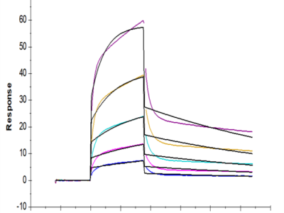 Human Nectin-1/PVRL1/CD111 Protein (NEC-HM401)