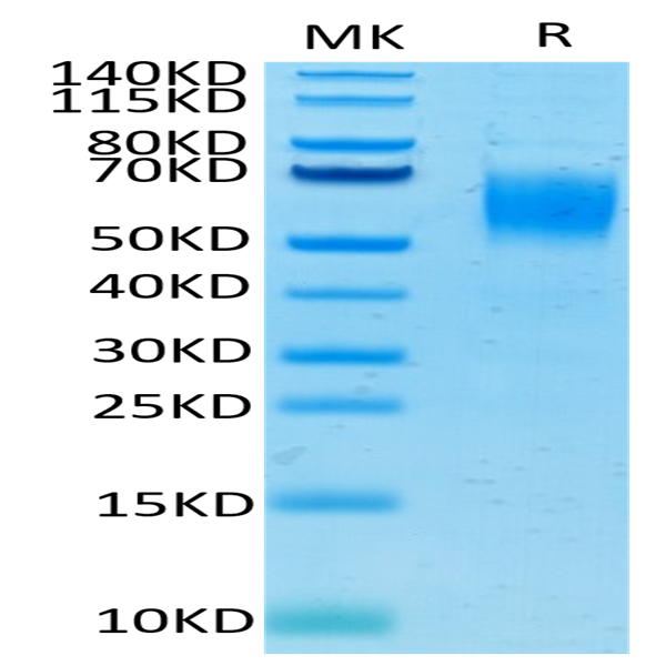 Human Nectin-1/PVRL1/CD111 Protein (NEC-HM401)