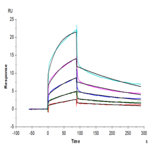 Biotinylated Human Nectin-1/PVRL1/CD111 Protein (NEC-HM401B)