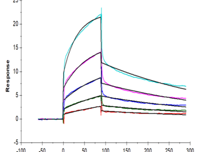 Biotinylated Human Nectin-1/PVRL1/CD111 Protein (NEC-HM401B)