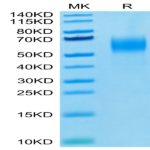 Biotinylated Human Nectin-1/PVRL1/CD111 Protein (NEC-HM401B)