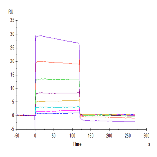 Human Nectin-2/CD112 Protein (NEC-HM402) Human Nectin-2/CD112 Protein (NEC-HM402)