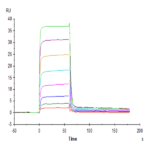 Human Nectin-2/CD112 Protein (NEC-HM402)