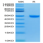 Human Nectin-2/CD112 Protein (NEC-HM402)