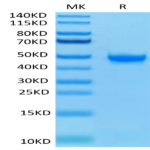 Biotinylated Human Nectin-2/CD112 Protein (NEC-HM402B)