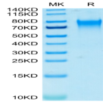 Biotinylated Human Nectin-3/CD113 Protein (NEC-HM403B)