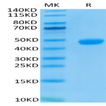 Biotinylated Human Nectin-4 Protein (NEC-HM404B)