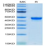 Mouse Nectin-2/CD112 Protein (NEC-MM102)