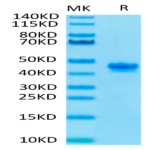 Mouse Nectin-4 Protein (NEC-MM104)