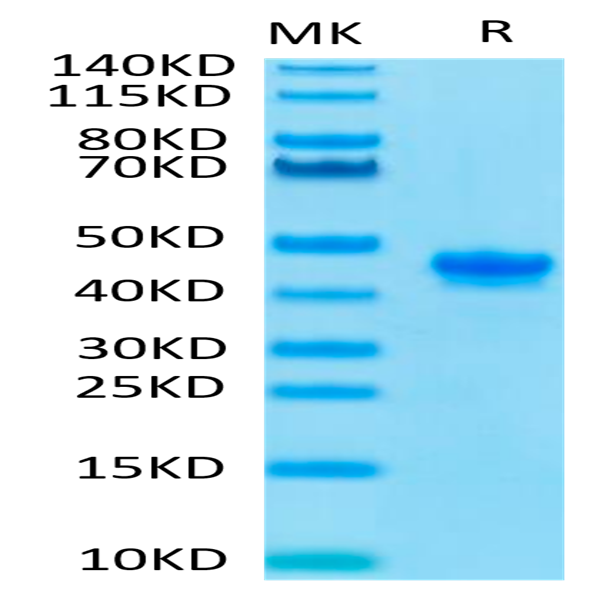Mouse Nectin-4 Protein (NEC-MM104)
