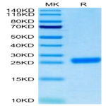 Cynomolgus NGAL/Lipocalin-2 Protein (NGL-CM102)