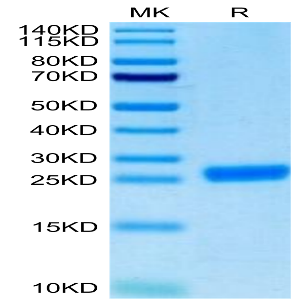 Cynomolgus NGAL/Lipocalin-2 Protein (NGL-CM102)