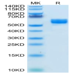 Human NKG2A&CD94 Protein (NKC-HM294)