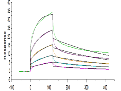 Human NKG2A&CD94 Protein (NKC-HM394)