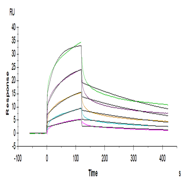 Human NKG2A&CD94 Protein (NKC-HM394) Human NKG2A&CD94 Protein (NKC-HM394)
