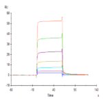 Human NKG2C&CD94 Protein (NKC-HM696)