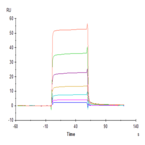 Human NKG2C&CD94 Protein (NKC-HM696)