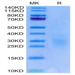 Biotinylated Human NKG2C&CD94 Protein (NKC-HM696B)