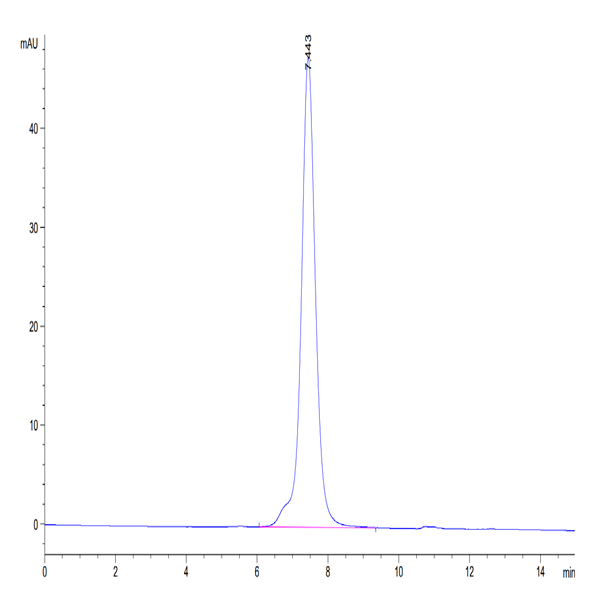 Mouse NKG2A&CD94 Protein (NKC-MM394)