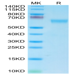 Mouse NKG2A&CD94 Protein (NKC-MM394)
