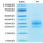 Cynomolgus NKG2C/CD159c Protein (NKG-CM12C)