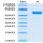 Human NKG2A/CD159a Protein (NKG-HM210)