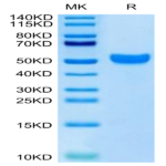 Human NKG2C/CD159c Protein (NKG-HM22C)