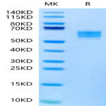 FITC-Labeled Human NKG2D/CD314 Protein (NKG-HM22DF)