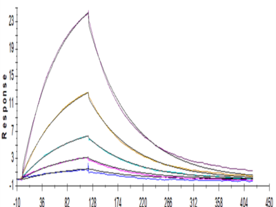 Human NKG2A/CD159a Protein (NKG-HM410)