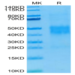 Human NKG2C/CD159c Protein (NKG-HM42C)