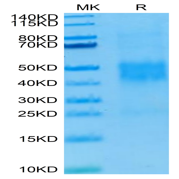 Human NKG2C/CD159c Protein (NKG-HM42C) Human NKG2C/CD159c Protein (NKG-HM42C)