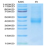 Biotinylated Human NKG2C/CD159c Protein (NKG-HM42CB)