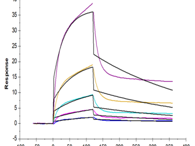 Human NKG2D/CD314 Protein (NKG-HM42D)