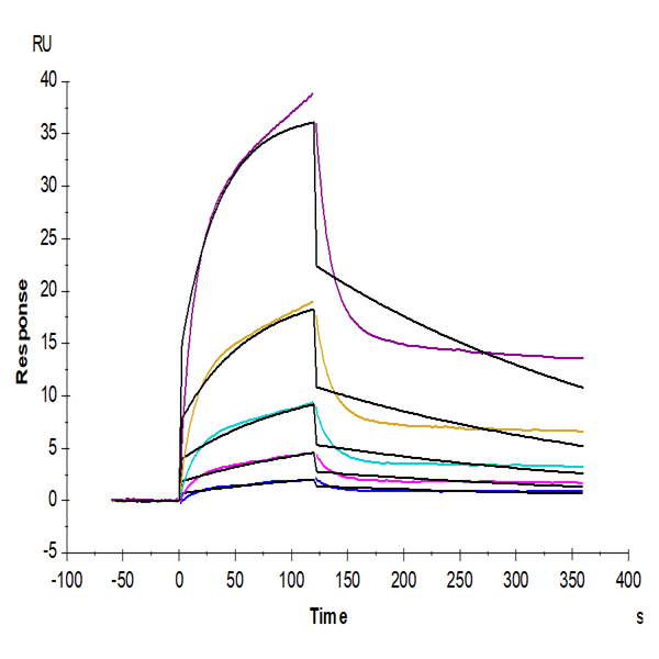 Human NKG2D/CD314 Protein (NKG-HM42D) Human NKG2D/CD314 Protein (NKG-HM42D)