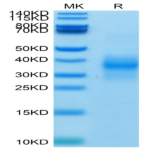 Biotinylated Human NKG2D/CD314 Protein (NKG-HM42DB)
