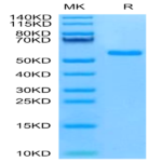 Mouse NKG2C/CD159c Protein (NKG-MM22C)