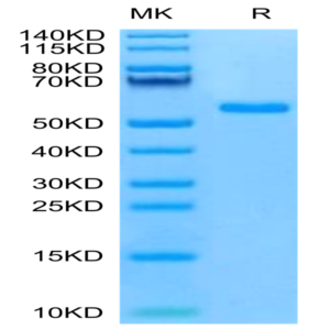 Mouse NKG2C/CD159c Protein (NKG-MM22C)
