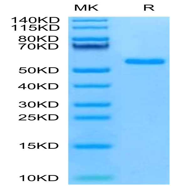 Mouse NKG2C/CD159c Protein (NKG-MM22C)