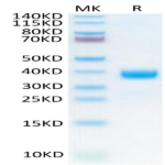 Cynomolgus NKp46/NCR1/CD335 Protein (NKP-CM146)