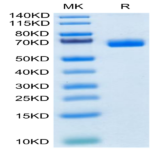 Cynomolgus NKp46/NCR1/CD335 Protein (NKP-CM246)
