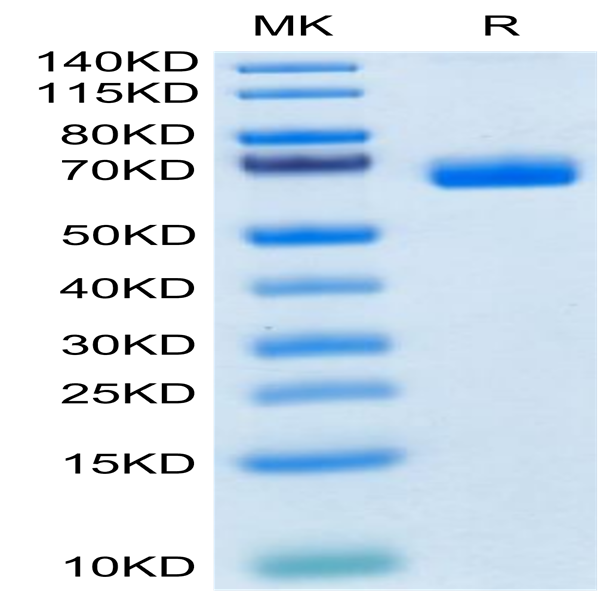 Cynomolgus NKp46/NCR1/CD335 Protein (NKP-CM246)