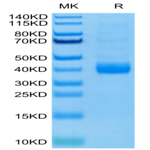 Biotinylated Human NKp46/NCR1/CD335 Protein (Primary Amine Labeling) (NKP-HM146B)